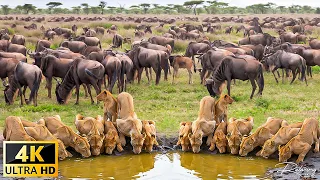 4K African Wildlife: Serengeti National Park - Relaxing Music With Video About African Wildlife