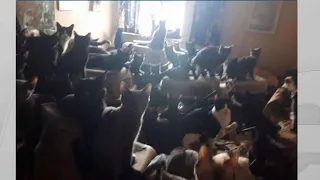 300 cats rescued from apartment unit
