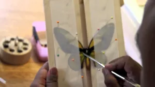 How To Pin a Butterfly.mov