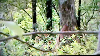 BIRDWATCHER FOOTAGE, BIGFOOT VIDEO FACT/FAKE ? You decide. (21)