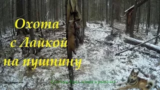 Охота с лайкой на пушнину. Проверка капканов. Hunting with the husky on fur. Checking the traps.