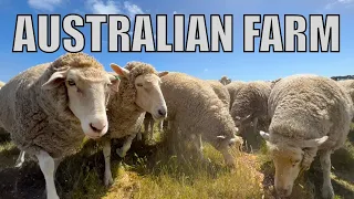 Feeding 10,000 Sheep in 24 Hours! Australian Sheep Farm Vlog