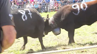 Combat de Reines - Valais