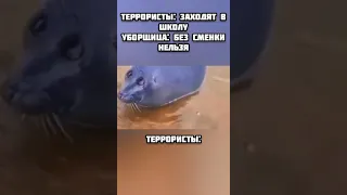 шутка про террористов / мем грустный тюлень