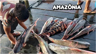 Pescaria rendeu SURUBIM o PINTADO peixe ZEBRA e muitos outros! vida na Amazônia