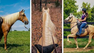 Smooth Gaited Horse Breeds From the United States | Part 1