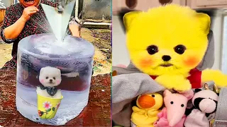 Tik Tok Chó Phốc Sóc Mini 😍 Funny and Cute Pomeranian #424