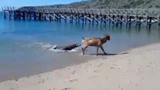 Komodo dragon attacked the deer in the seawater