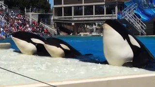 One Ocean Full Show - Soak Zone - SeaWorld San Diego