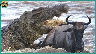 Africa’s Most Dangerous Predator, The Nile Crocodile