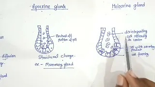 Difference between Epicrine,  Apocrine and Holocrine gland