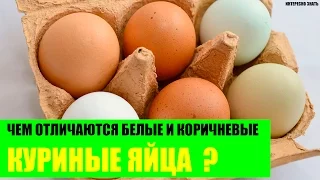 Чем отличаются белые и коричневые куриные яйца?