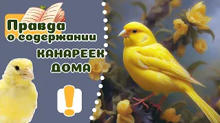 20 вещей которые надо знать о КАНАРЕЙКЕ, прежде чем его завести.