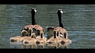 How to get rid of Canada Geese... Get the Flock Outta Here!!