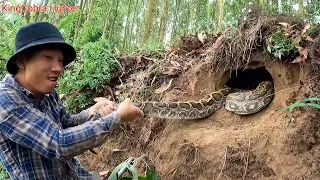 The tense moment when the hunter confronts the giant anaconda python in the middle of a high hill