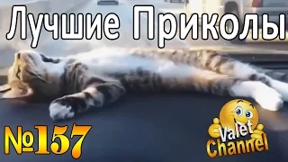 ПРИКОЛЫ-ВИДЕО  | Лучшая подборка приколов - Funny Videos