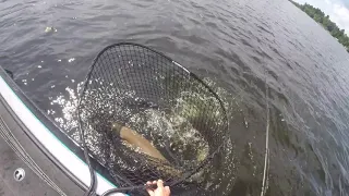 Lake Vermilion Big Blonde Muskie