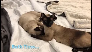 Siamese Kitten - Sokka Gets Another Grooming Session