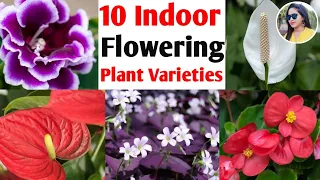 10 types of low light flowering plants varieties | Indoor Flowering Plants | plants identification