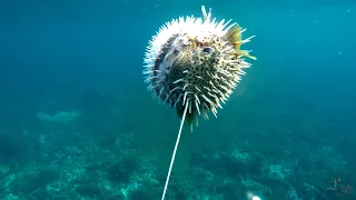 ISDANG MARAME ANG TINIK 🎯😬 SPEARFISHING PHILIPPINES 🇵🇭 Morning and afternoon dive