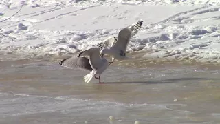 Драка чаек. / Seagulls fight.