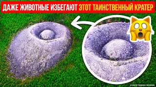 Таинственный объект в лесу, который избегают даже животные