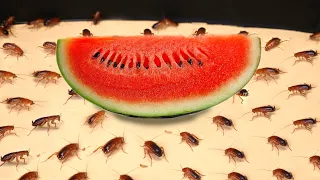 WHAT IF TO 1000 HUNGRY COCKROACHES PUT DOWN THE WATERMELON? HOW LONG WILL THEY EAT?