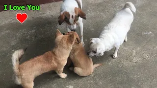 Mother dog is happy after being reunited with her pups after a long time apart