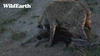 WildEarth - Sunset Safari - 05 October 2023