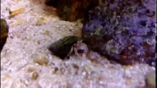 Mediterranean hermit crab - Diogenes pugilator