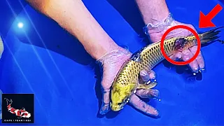 **GRAPHIC** Antibiotic Shots to Very Sick Koi w/ Ulcers and Medicating Wounds  | Pt. 1 | 4K |