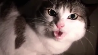 Злые коты)Подборка очень злых котов)Very angry cats compilation!