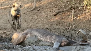 Hyena Finds Buffalo Alive & Stuck in Mud