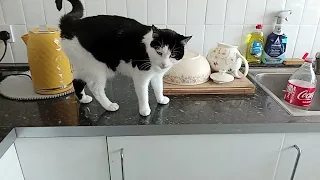 Heidi The Cat Wants Her Food