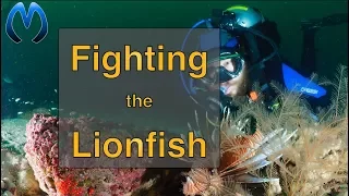 Hunting Lionfish in Pensacola, Florida