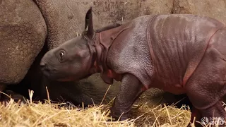 Toronto Zoo Greater One-Horned Rhino Calf Nursing