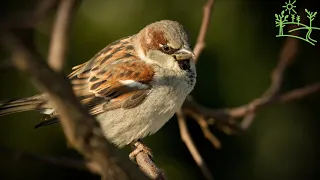 Голоса птиц Как поёт Домовой, или городской воробей (Passer domesticus)