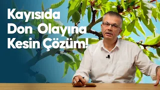 Prof. Dr. İbrahim GEZER - "Kayısıda Don Olayına Kesin Çözüm"