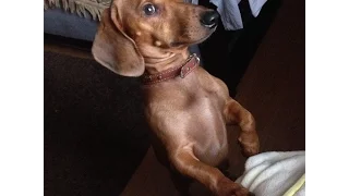 Dachshund doggy Philip dries after bath. Такса Филипп высыхает после купания.