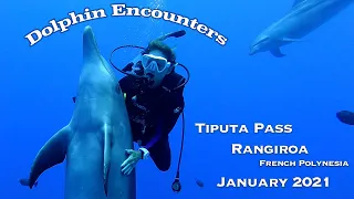 Rangiroa Dolphin Encounters Tiputa Pass January 2021 French Polynesia