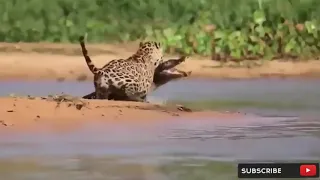 Mother Cheetah Save His Baby Fail and Hunting Eagle To Revenge