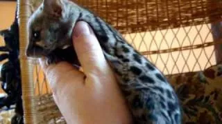 Baby Spotted Genet Playing, Our Pet genet, Genets as pets