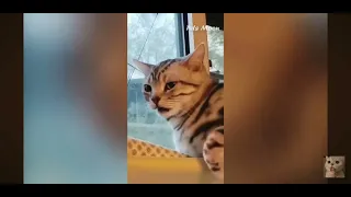 FUNNY ANIMAL MOMENTS