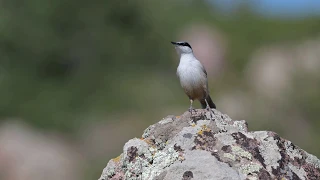 Kaya sıvacısı (Sitta neumayer-Western Rock Nuthatch)