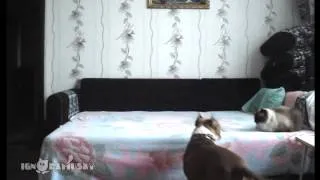 When the dog stays at home alone / Пока никто не видит