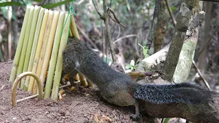 Wild Man: Create Amazing Trap to Catch Squirrel for Food in the Jungle