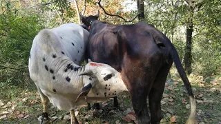 bull drinking cow milk 2|big bull feeding cow milk new video 2022