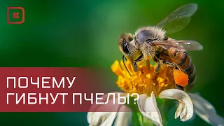 В Дагестане выясняют, из-за чего гибнут пчелы