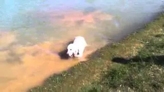 Buddy playing fetch at the dog pond in Grapevine