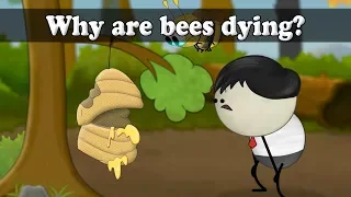 Why are honey bees dying? | #aumsum #kids #science #education #children